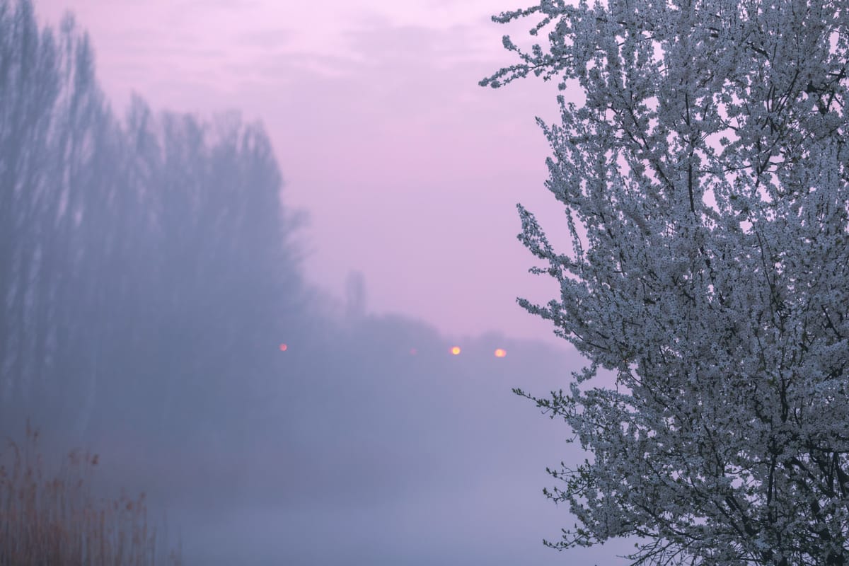 fog and blossoms by Denny Bitte