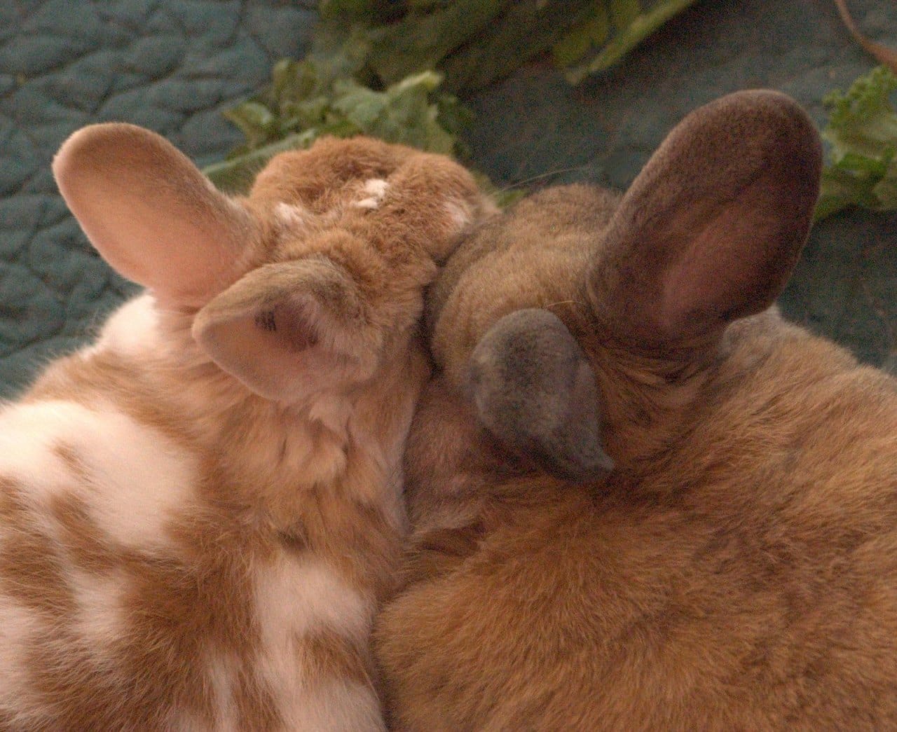 Ach Hase